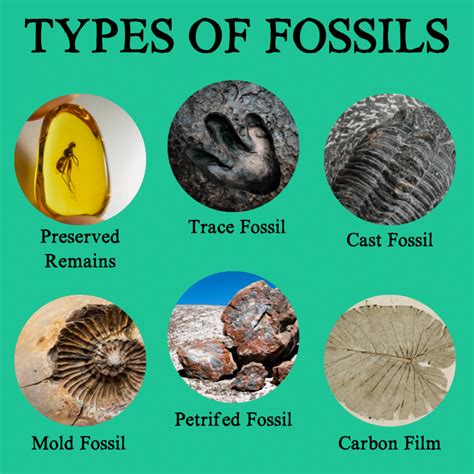 compare fossils to artifacts